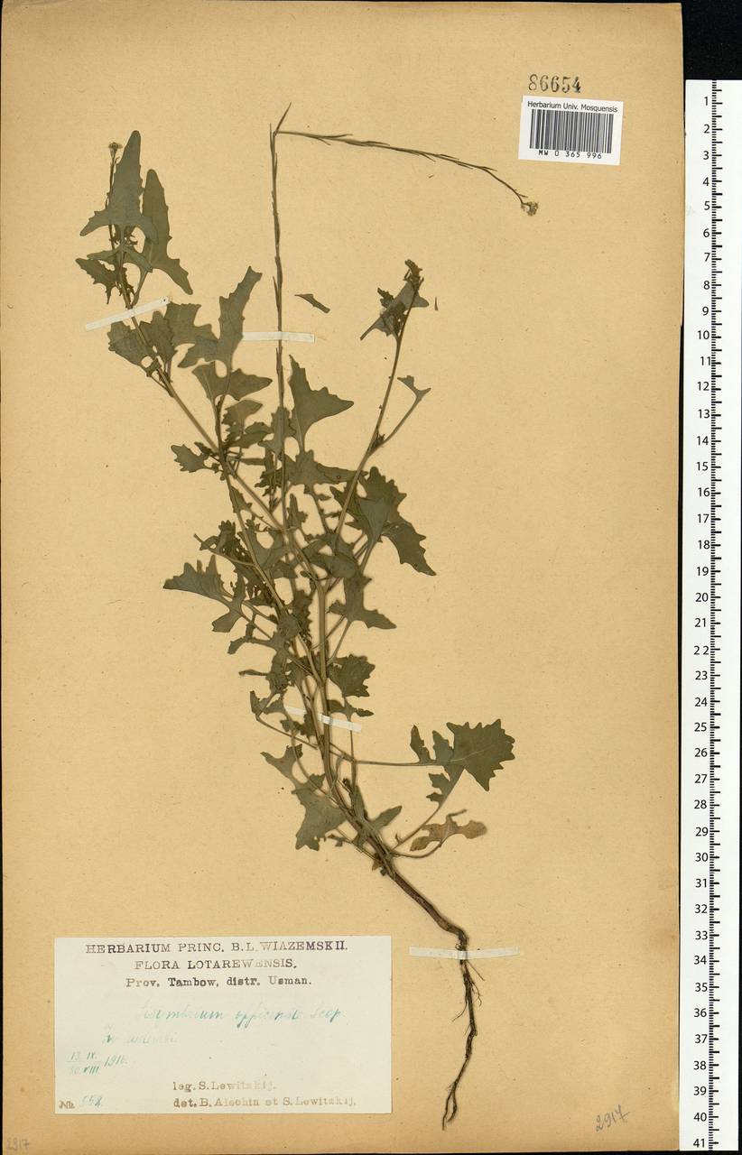 Sisymbrium officinale (L.) Scop., Eastern Europe, Central forest-and-steppe region (E6) (Russia)