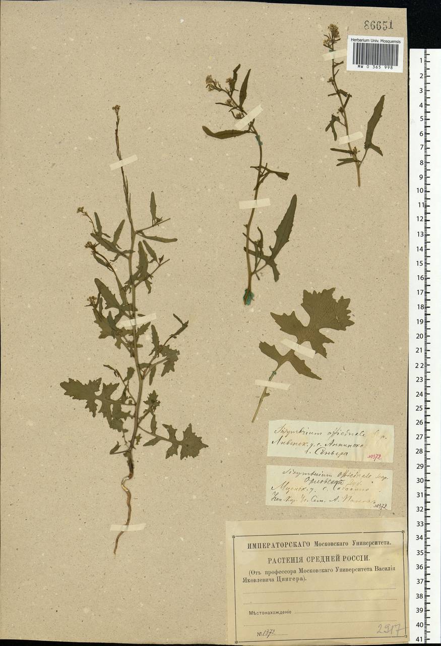 Sisymbrium officinale (L.) Scop., Eastern Europe, Central forest-and-steppe region (E6) (Russia)