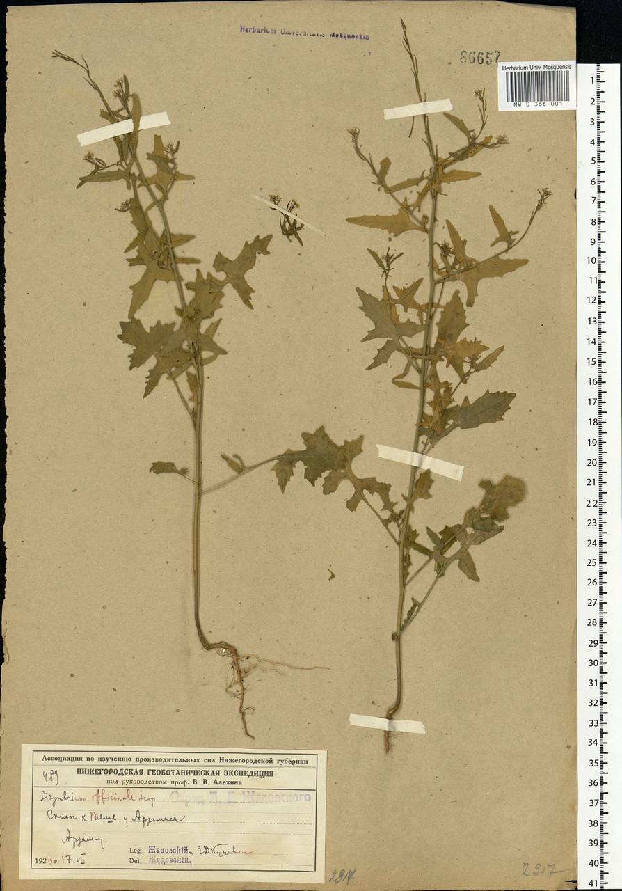 Sisymbrium officinale (L.) Scop., Eastern Europe, Volga-Kama region (E7) (Russia)