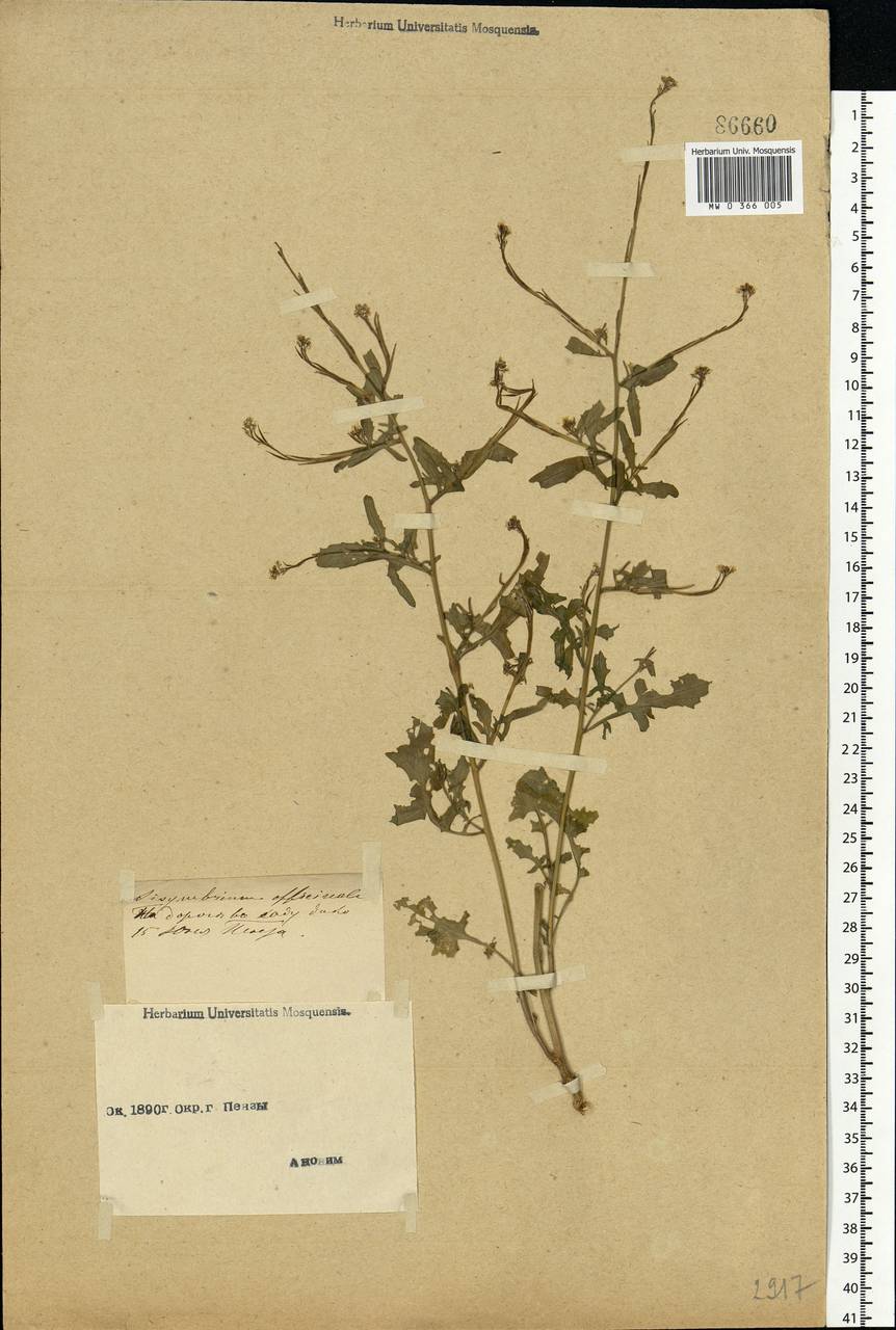Sisymbrium officinale (L.) Scop., Eastern Europe, Middle Volga region (E8) (Russia)