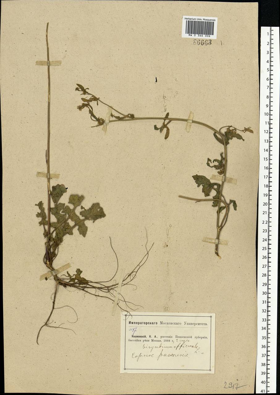 Sisymbrium officinale (L.) Scop., Eastern Europe, Middle Volga region (E8) (Russia)