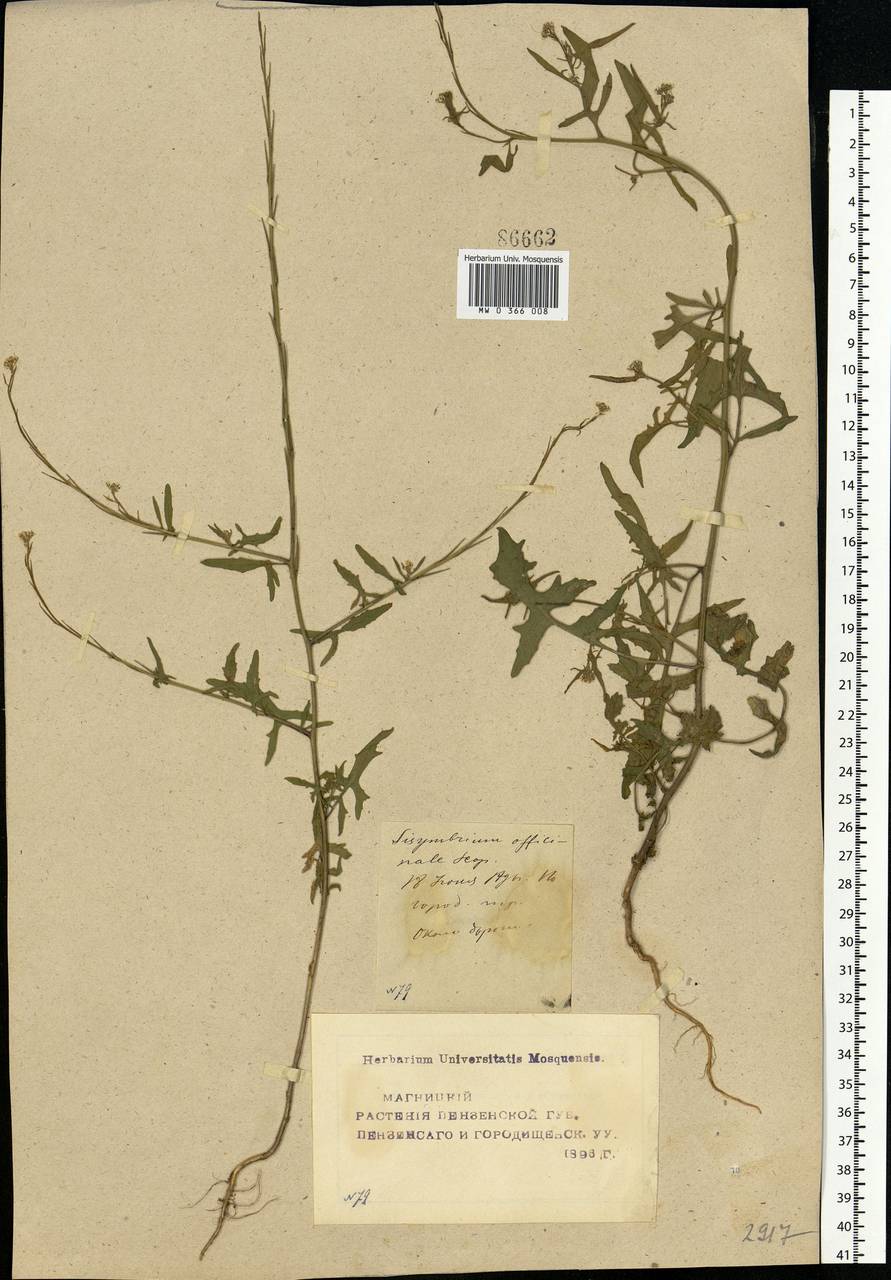 Sisymbrium officinale (L.) Scop., Eastern Europe, Middle Volga region (E8) (Russia)