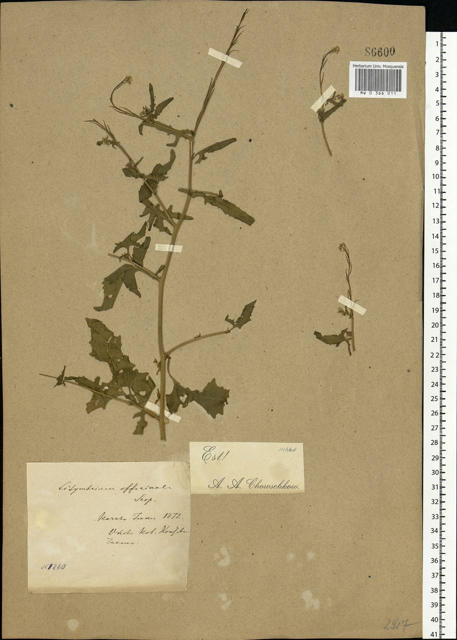 Sisymbrium officinale (L.) Scop., Eastern Europe (no precise locality) (E0)