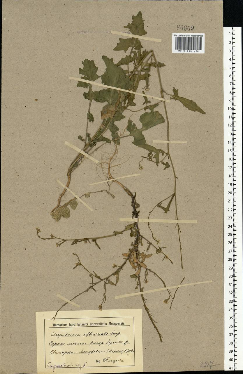 Sisymbrium officinale (L.) Scop., Eastern Europe, Lower Volga region (E9) (Russia)