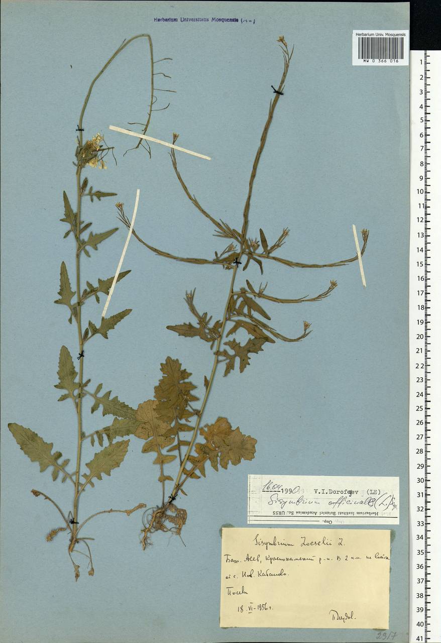 Sisymbrium officinale (L.) Scop., Eastern Europe, Eastern region (E10) (Russia)