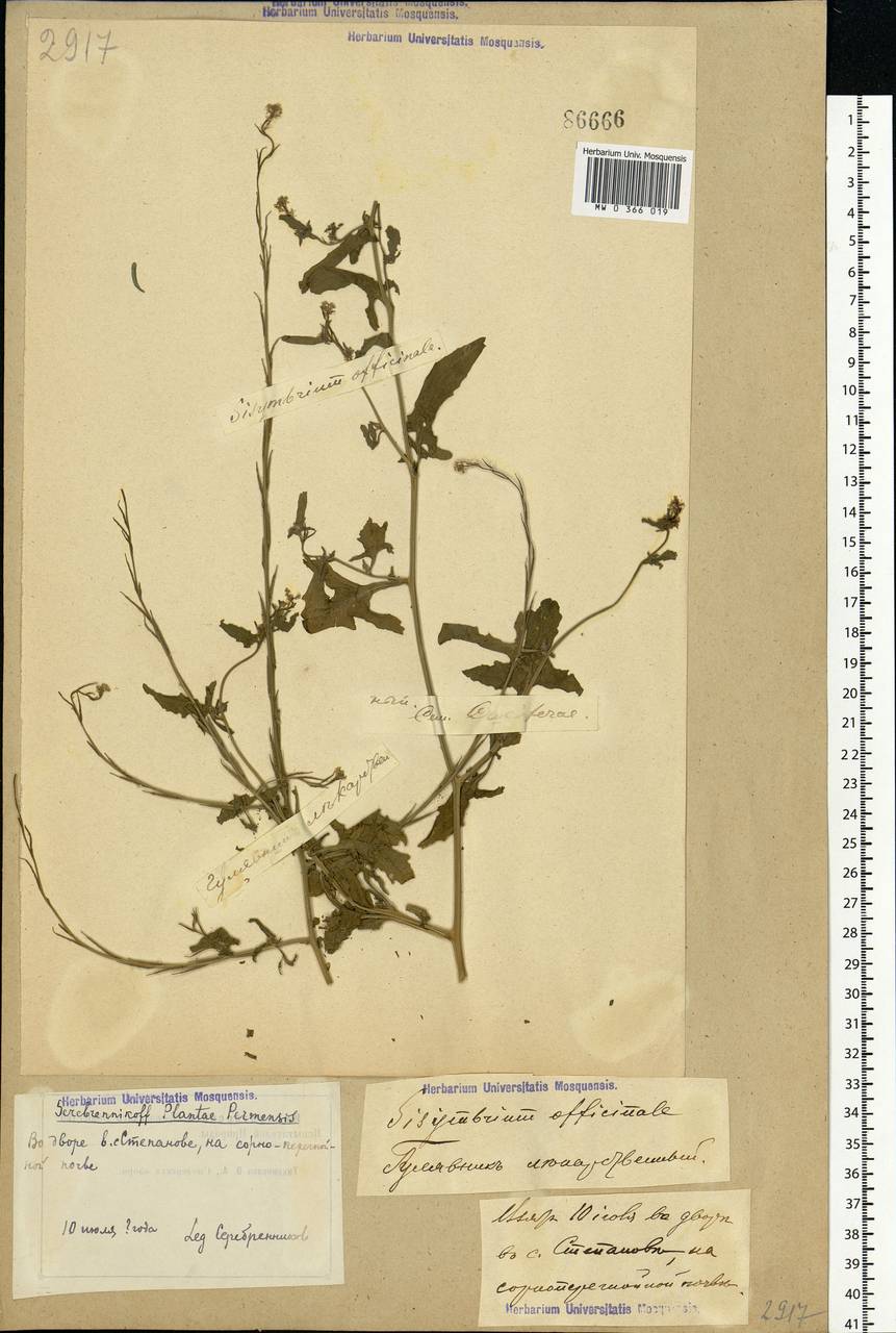 Sisymbrium officinale (L.) Scop., Eastern Europe, Volga-Kama region (E7) (Russia)