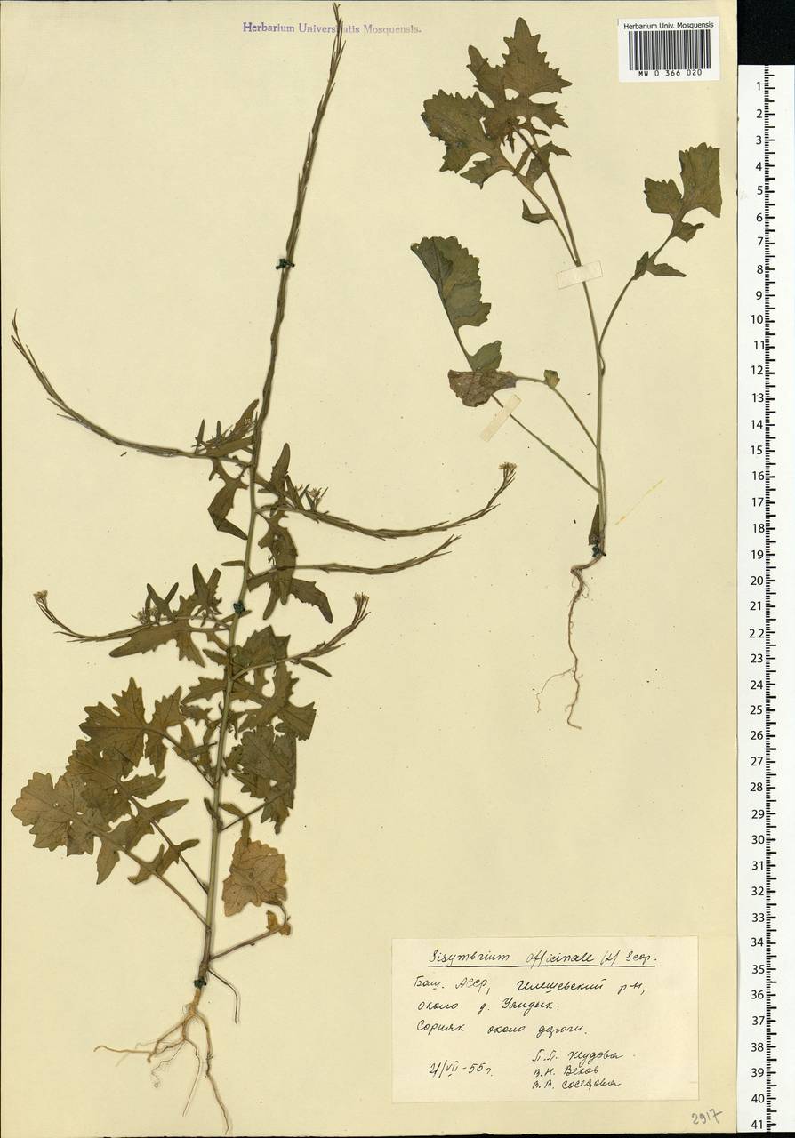 Sisymbrium officinale (L.) Scop., Eastern Europe, Eastern region (E10) (Russia)