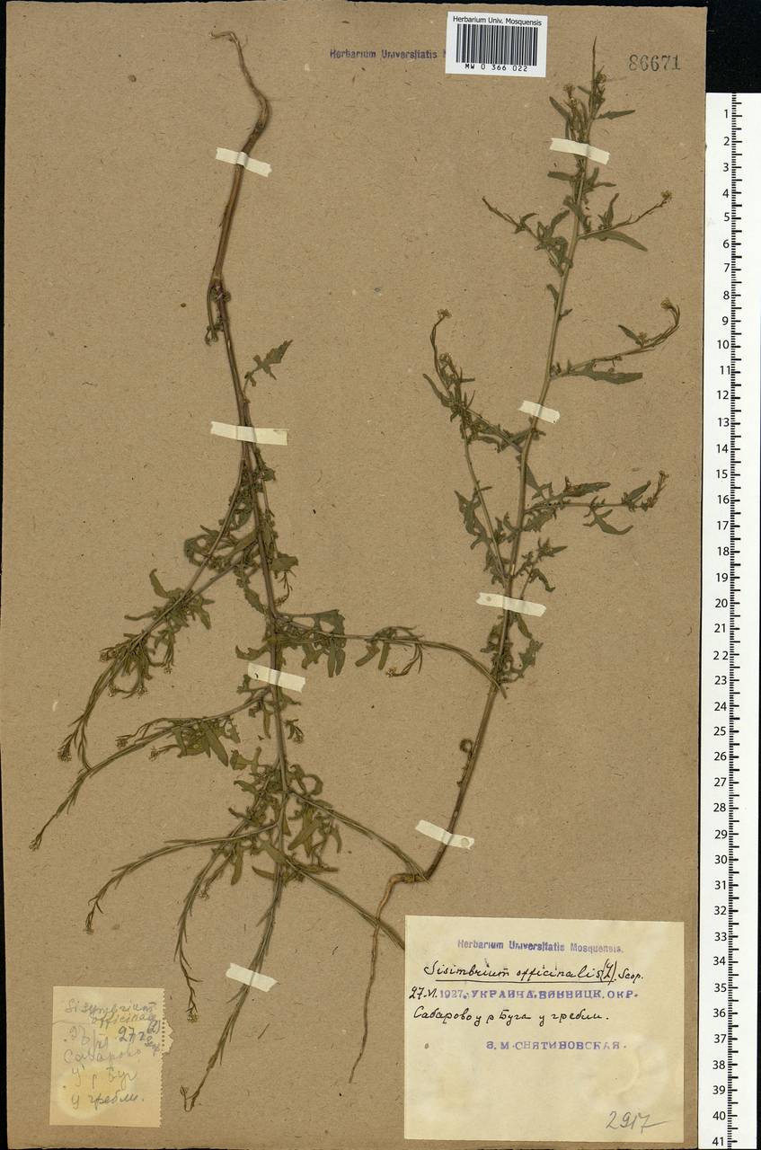 Sisymbrium officinale (L.) Scop., Eastern Europe, South Ukrainian region (E12) (Ukraine)