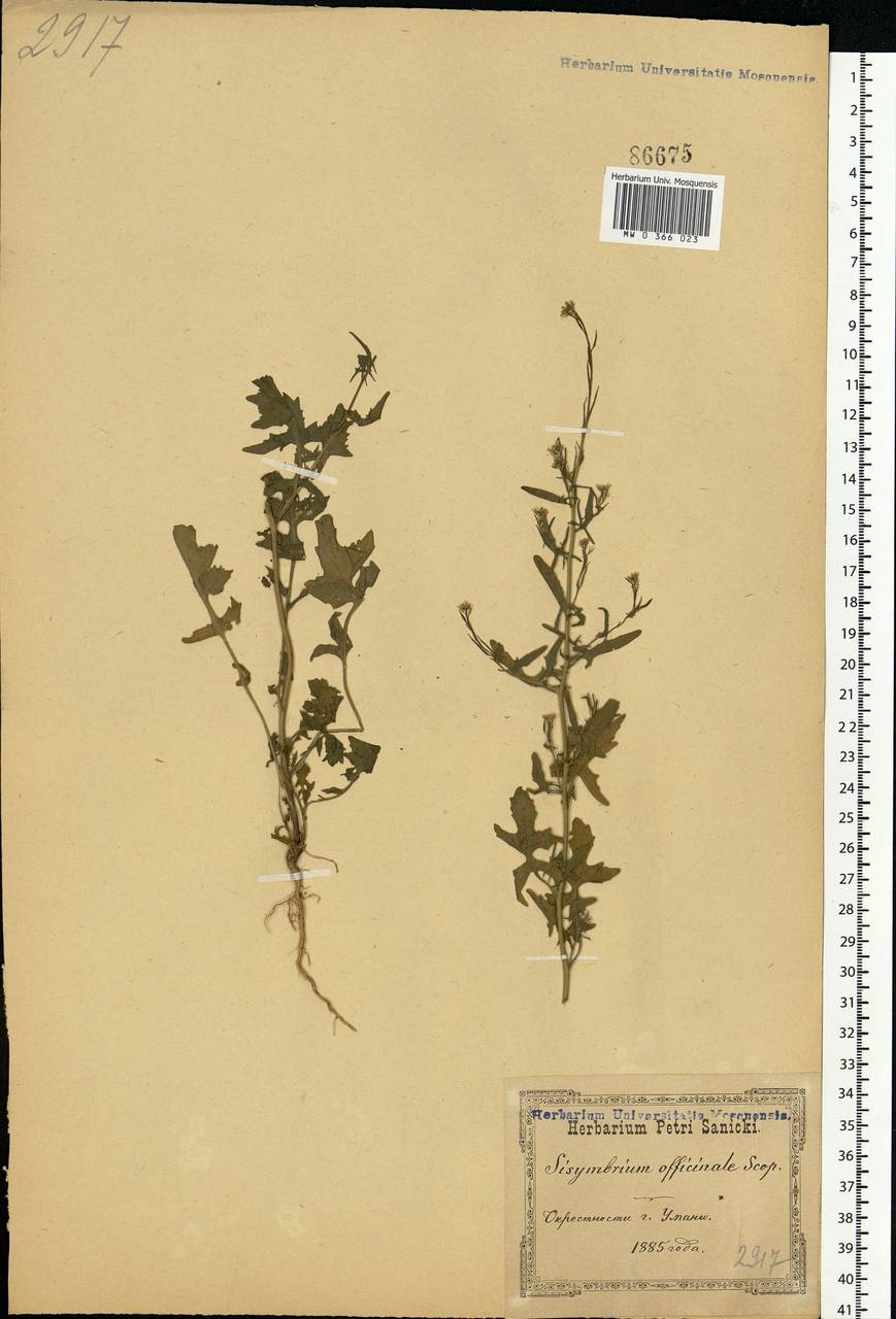 Sisymbrium officinale (L.) Scop., Eastern Europe, South Ukrainian region (E12) (Ukraine)