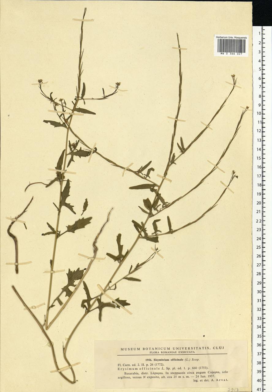 Sisymbrium officinale (L.) Scop., Eastern Europe, Moldova (E13a) (Moldova)