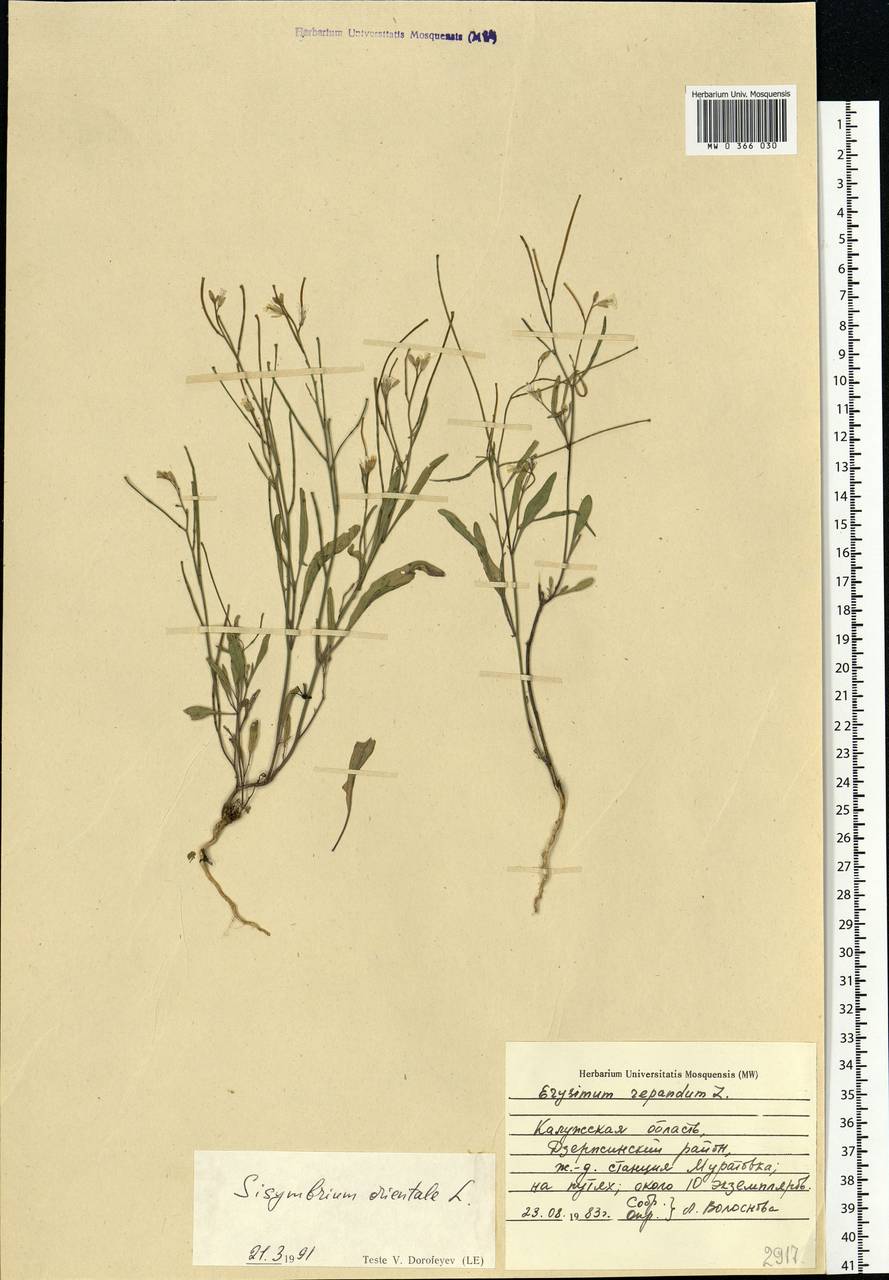 Sisymbrium orientale L., Eastern Europe, Central region (E4) (Russia)