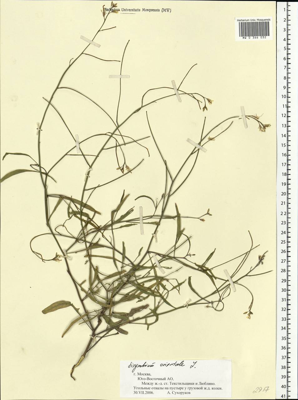 Sisymbrium orientale L., Eastern Europe, Moscow region (E4a) (Russia)