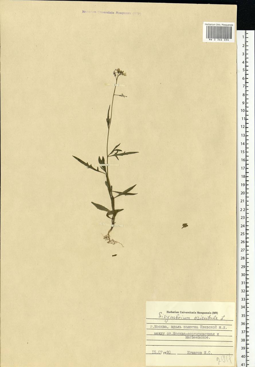 Sisymbrium orientale L., Eastern Europe, Moscow region (E4a) (Russia)