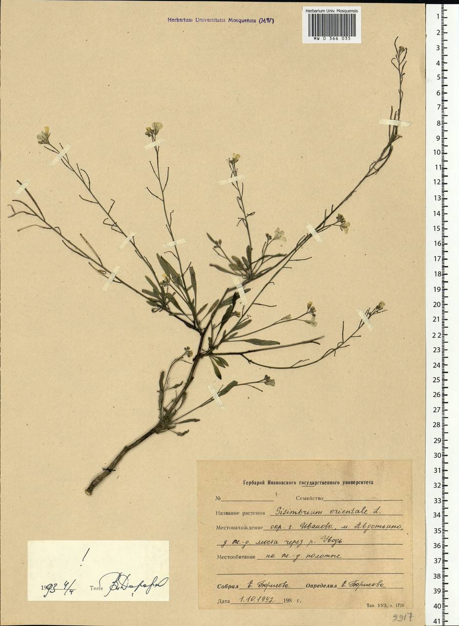 Sisymbrium orientale L., Eastern Europe, Central forest region (E5) (Russia)