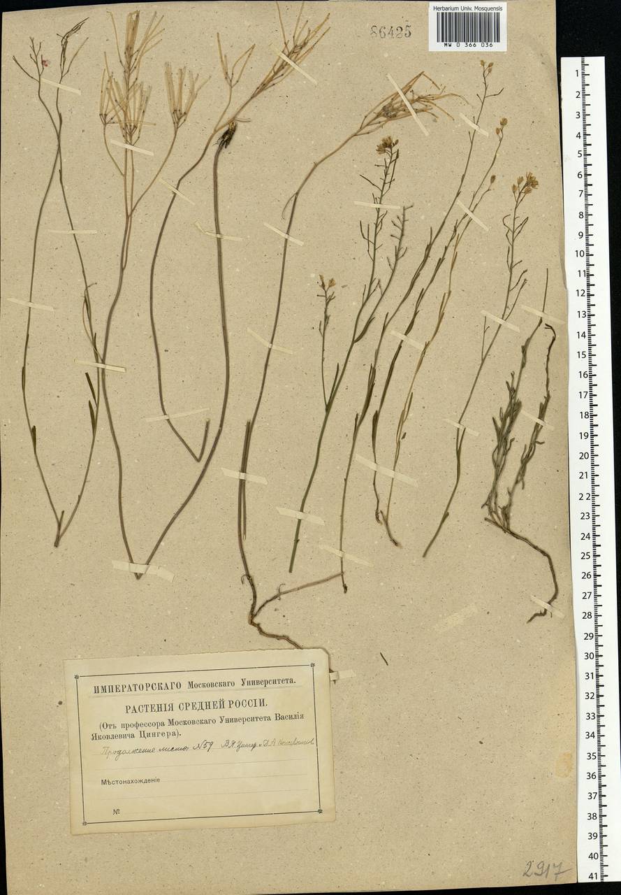 Sisymbrium polymorphum (Murray) Roth, Eastern Europe, Central region (E4) (Russia)