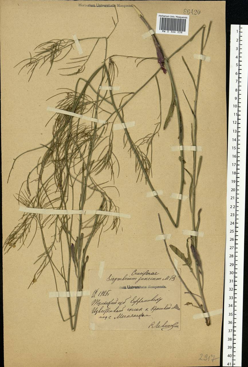 Sisymbrium polymorphum (Murray) Roth, Eastern Europe, Central region (E4) (Russia)
