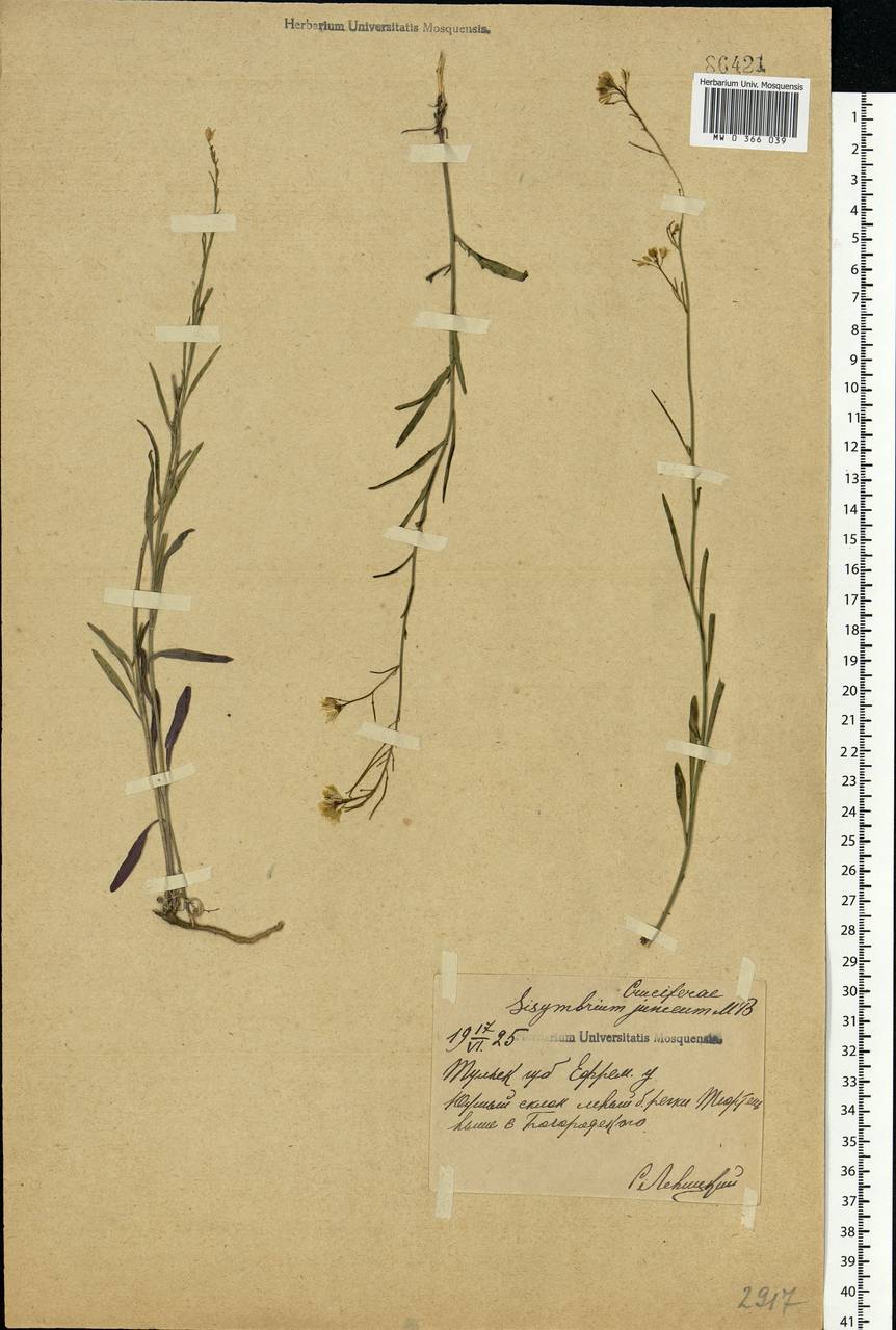 Sisymbrium polymorphum (Murray) Roth, Eastern Europe, Central region (E4) (Russia)