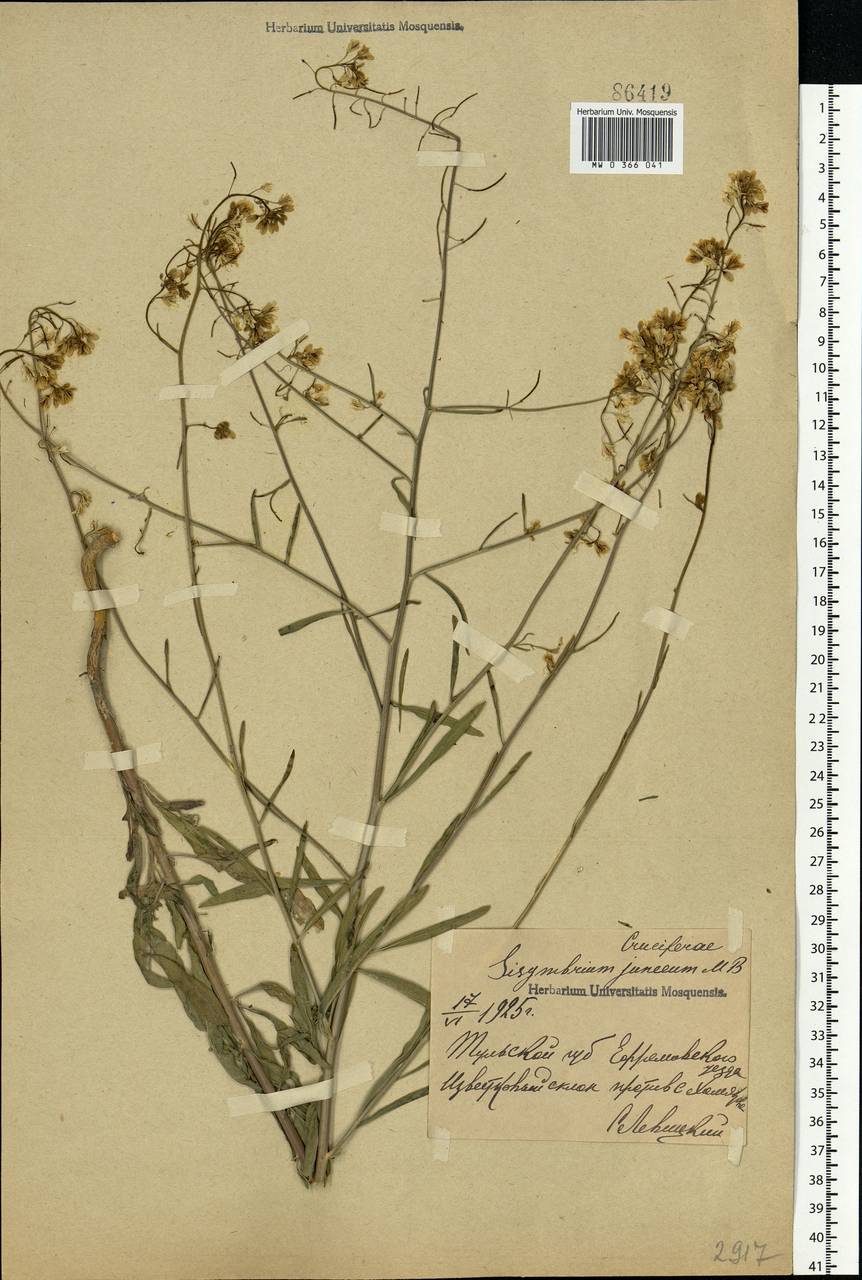 Sisymbrium polymorphum (Murray) Roth, Eastern Europe, Central region (E4) (Russia)