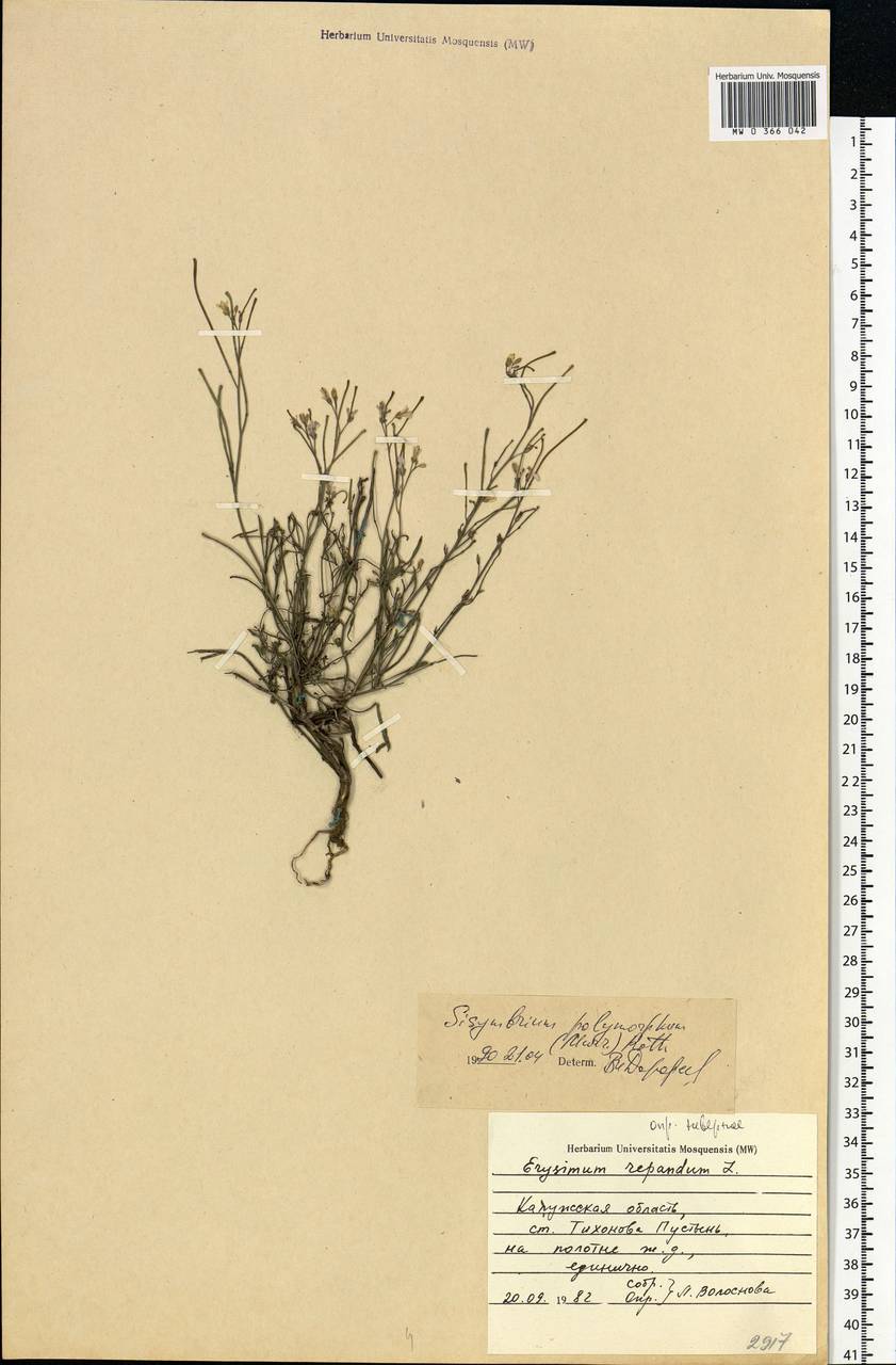 Sisymbrium polymorphum (Murray) Roth, Eastern Europe, Central region (E4) (Russia)