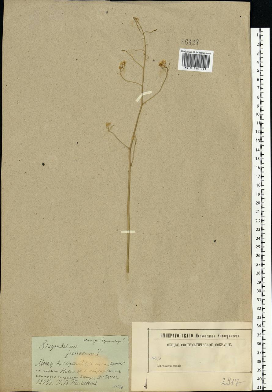 Sisymbrium polymorphum (Murray) Roth, Eastern Europe, Moscow region (E4a) (Russia)