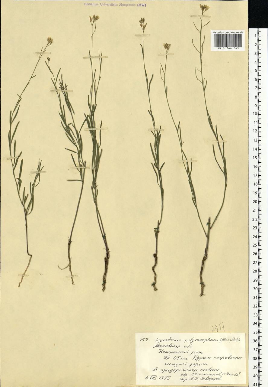 Sisymbrium polymorphum (Murray) Roth, Eastern Europe, Moscow region (E4a) (Russia)