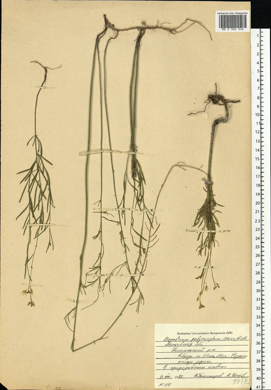 Sisymbrium polymorphum (Murray) Roth, Eastern Europe, Moscow region (E4a) (Russia)