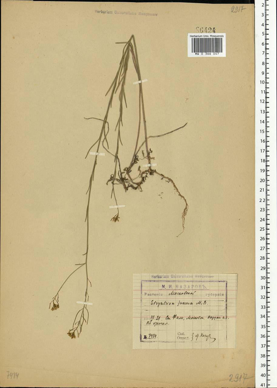 Sisymbrium polymorphum (Murray) Roth, Eastern Europe, Moscow region (E4a) (Russia)