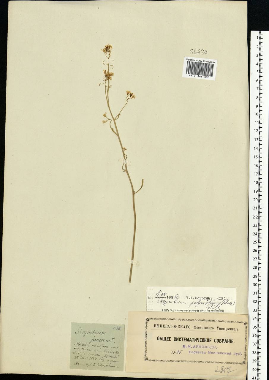 Sisymbrium polymorphum (Murray) Roth, Eastern Europe, Moscow region (E4a) (Russia)