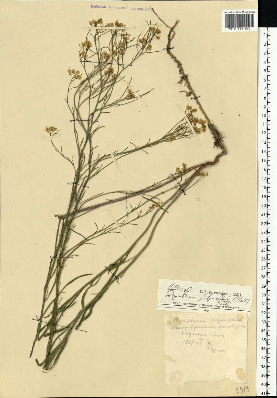 Sisymbrium polymorphum (Murray) Roth, Eastern Europe, Central forest-and-steppe region (E6) (Russia)