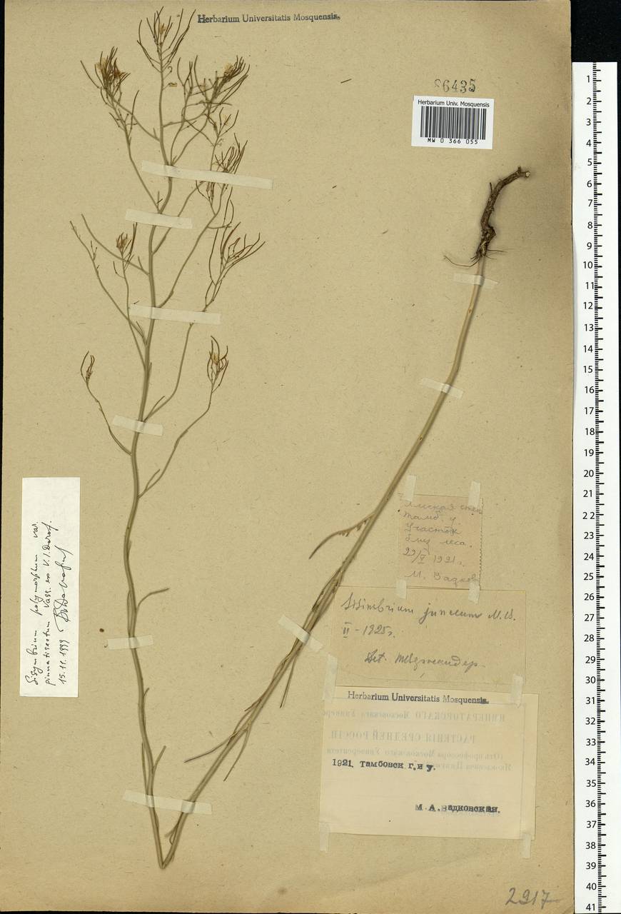 Sisymbrium polymorphum (Murray) Roth, Eastern Europe, Central forest-and-steppe region (E6) (Russia)