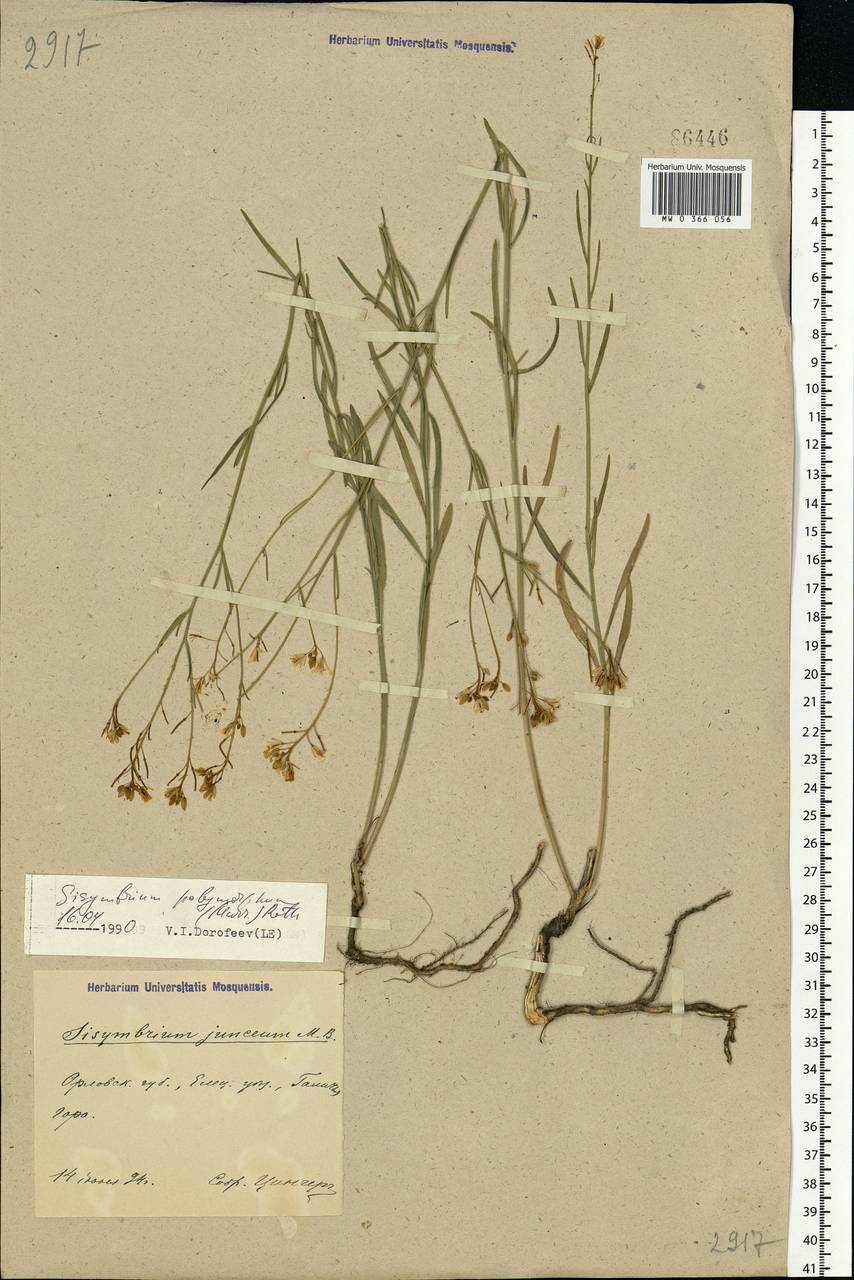 Sisymbrium polymorphum (Murray) Roth, Eastern Europe, Central forest-and-steppe region (E6) (Russia)