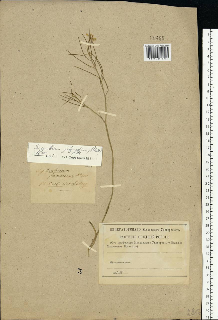 Sisymbrium polymorphum (Murray) Roth, Eastern Europe, Central forest-and-steppe region (E6) (Russia)