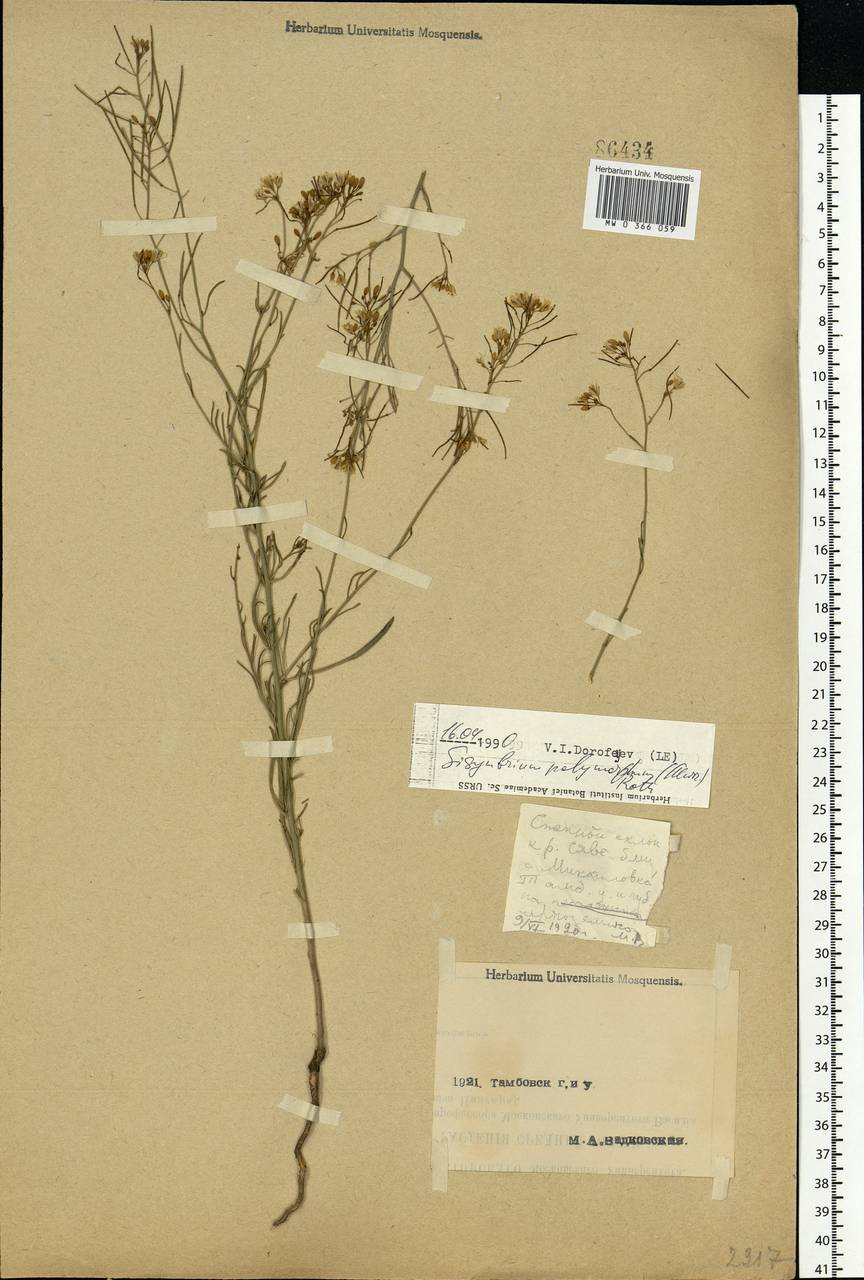 Sisymbrium polymorphum (Murray) Roth, Eastern Europe, Central forest-and-steppe region (E6) (Russia)