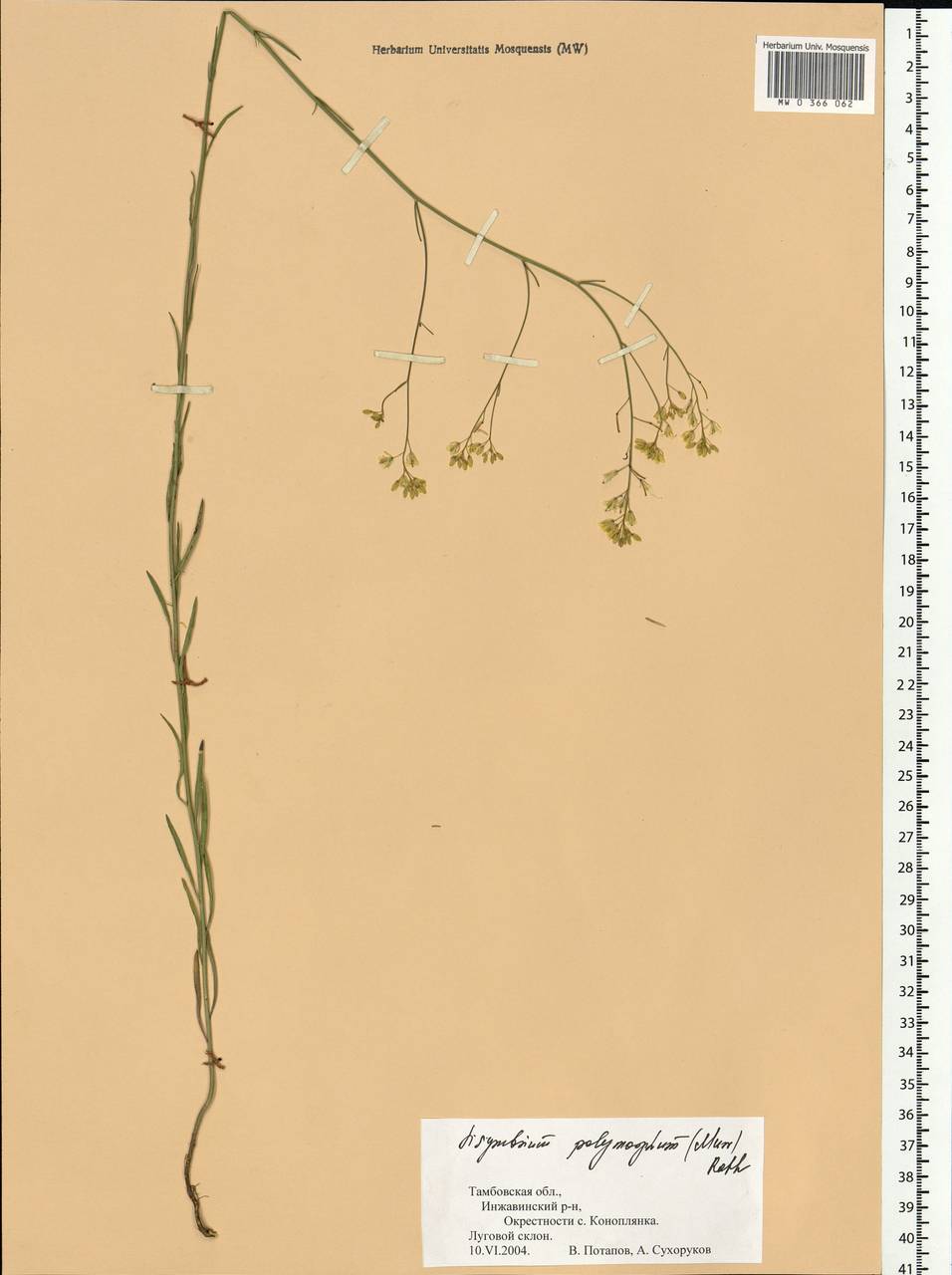 Sisymbrium polymorphum (Murray) Roth, Eastern Europe, Central forest-and-steppe region (E6) (Russia)