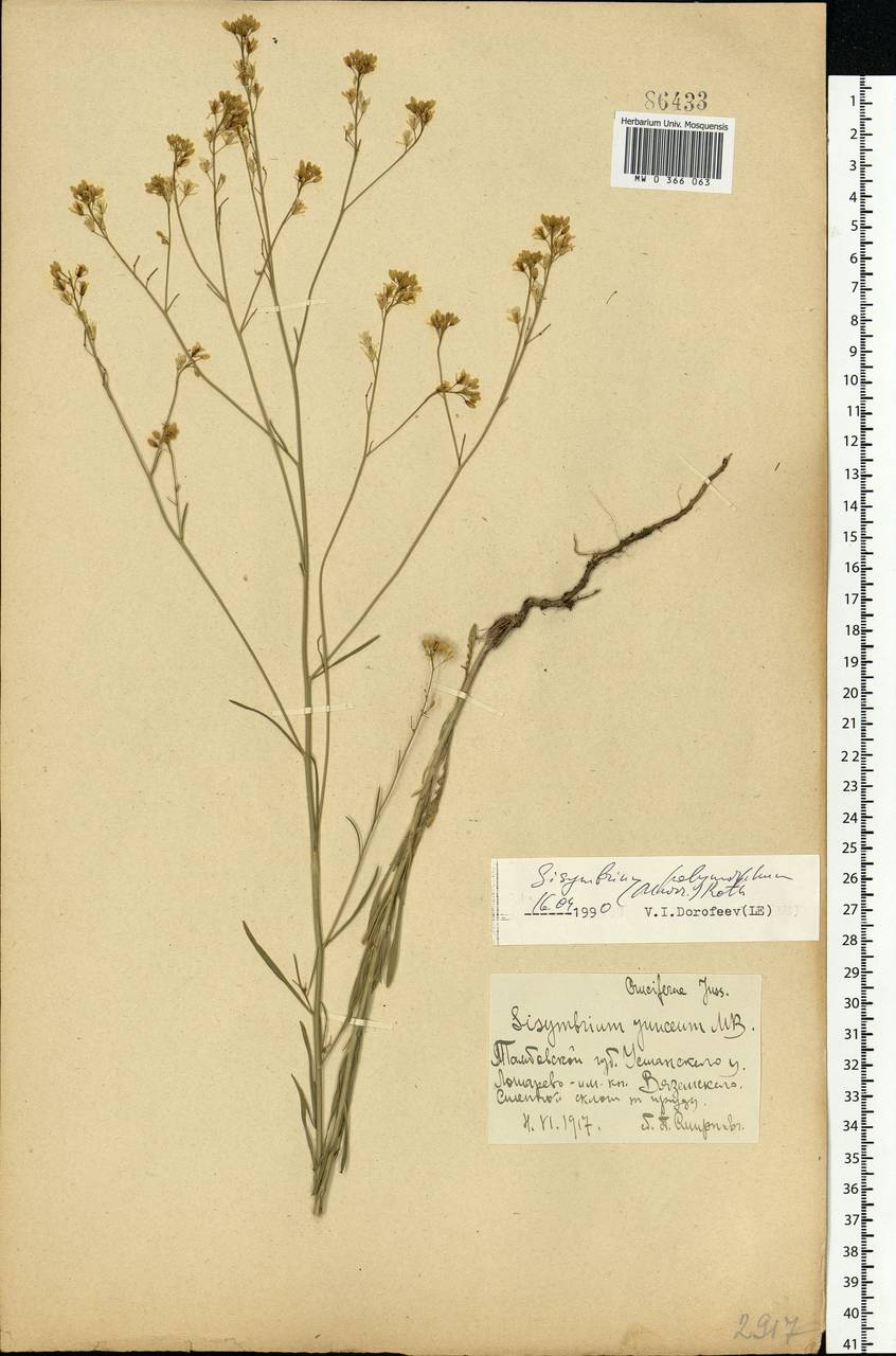 Sisymbrium polymorphum (Murray) Roth, Eastern Europe, Central forest-and-steppe region (E6) (Russia)