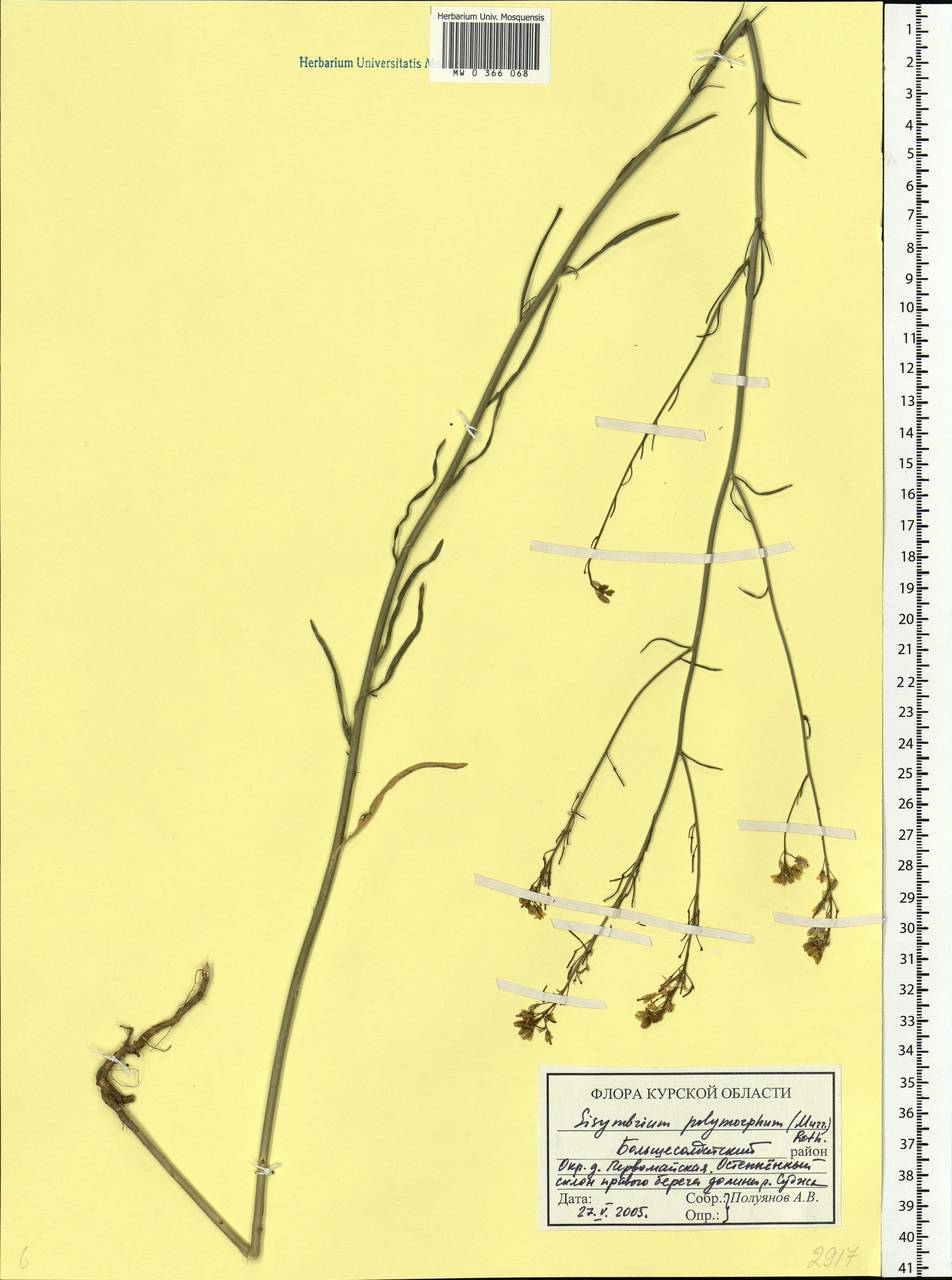 Sisymbrium polymorphum (Murray) Roth, Eastern Europe, Central forest-and-steppe region (E6) (Russia)