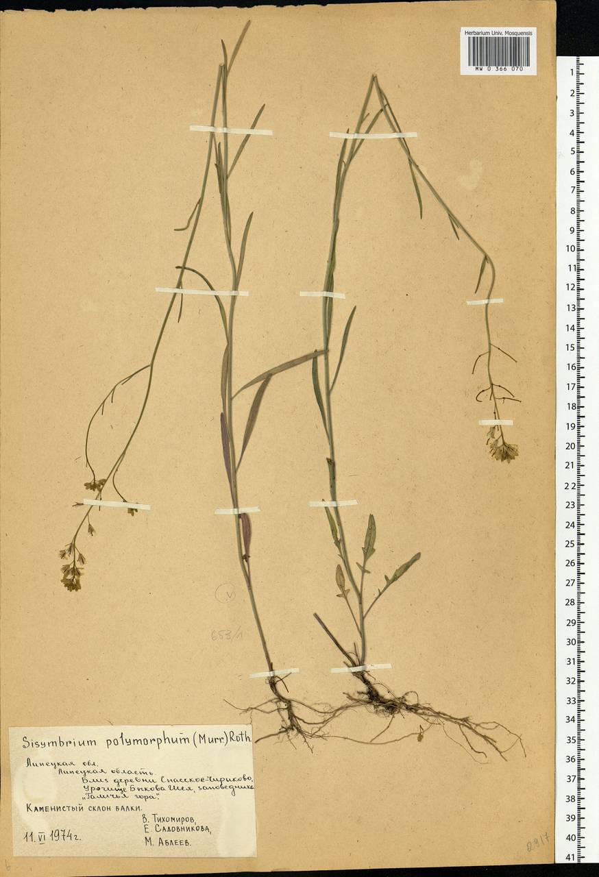 Sisymbrium polymorphum (Murray) Roth, Eastern Europe, Central forest-and-steppe region (E6) (Russia)
