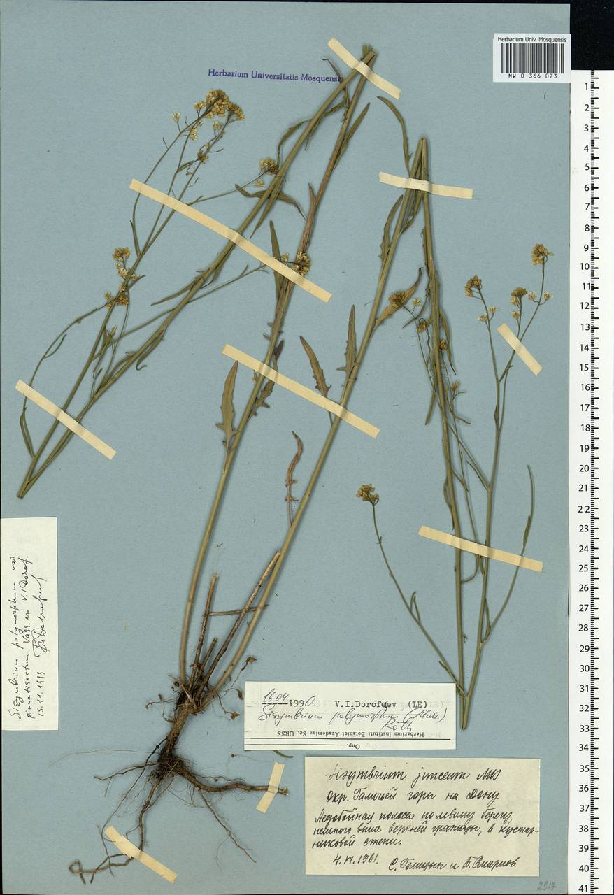 Sisymbrium polymorphum (Murray) Roth, Eastern Europe, Central forest-and-steppe region (E6) (Russia)