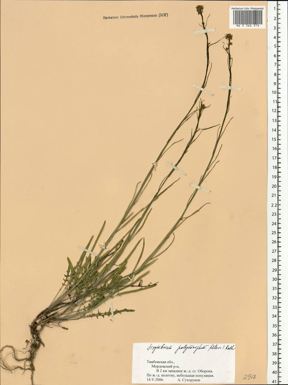 Sisymbrium polymorphum (Murray) Roth, Eastern Europe, Central forest-and-steppe region (E6) (Russia)