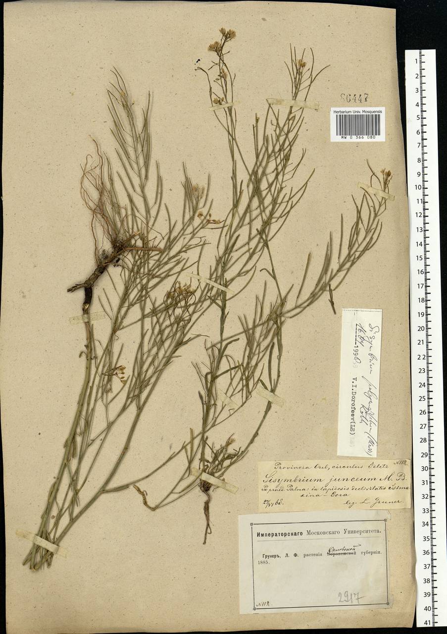 Sisymbrium polymorphum (Murray) Roth, Eastern Europe, Central forest-and-steppe region (E6) (Russia)