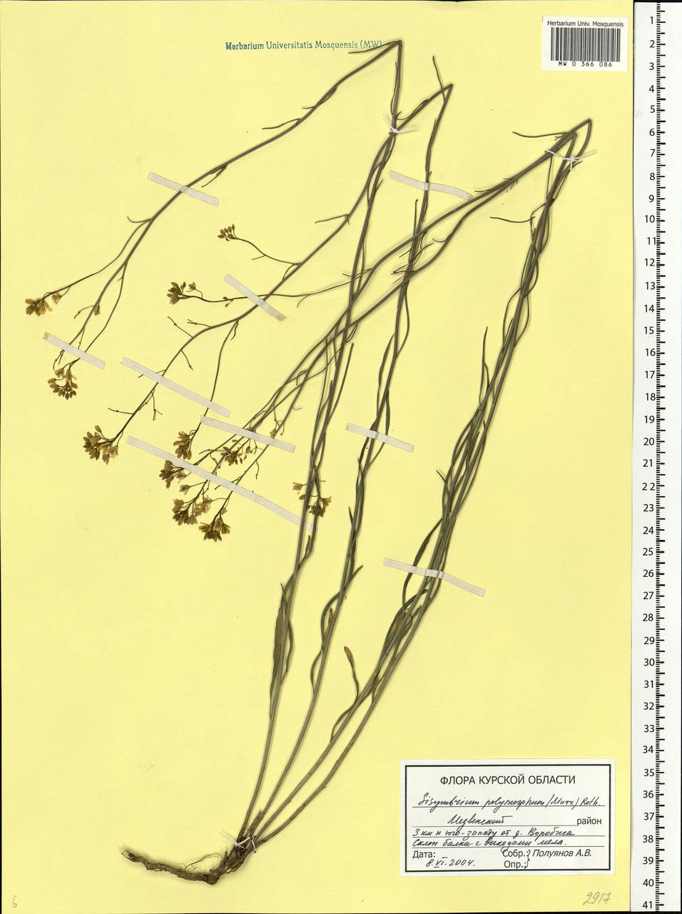 Sisymbrium polymorphum (Murray) Roth, Eastern Europe, Central forest-and-steppe region (E6) (Russia)