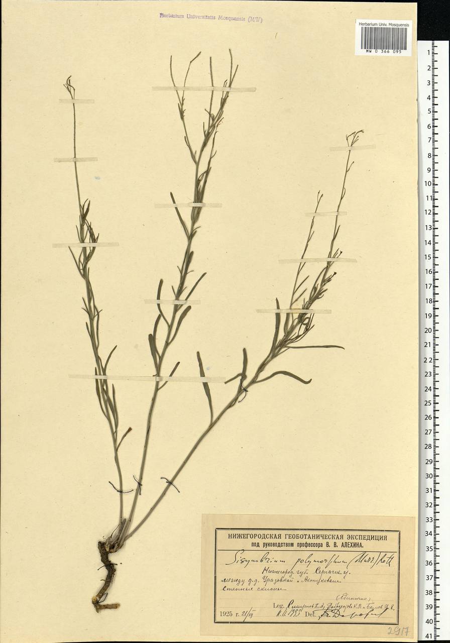 Sisymbrium polymorphum (Murray) Roth, Eastern Europe, Volga-Kama region (E7) (Russia)