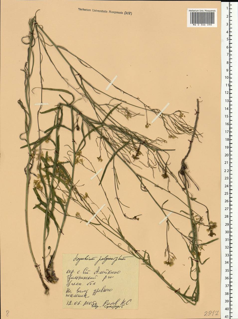 Sisymbrium polymorphum (Murray) Roth, Eastern Europe, Middle Volga region (E8) (Russia)