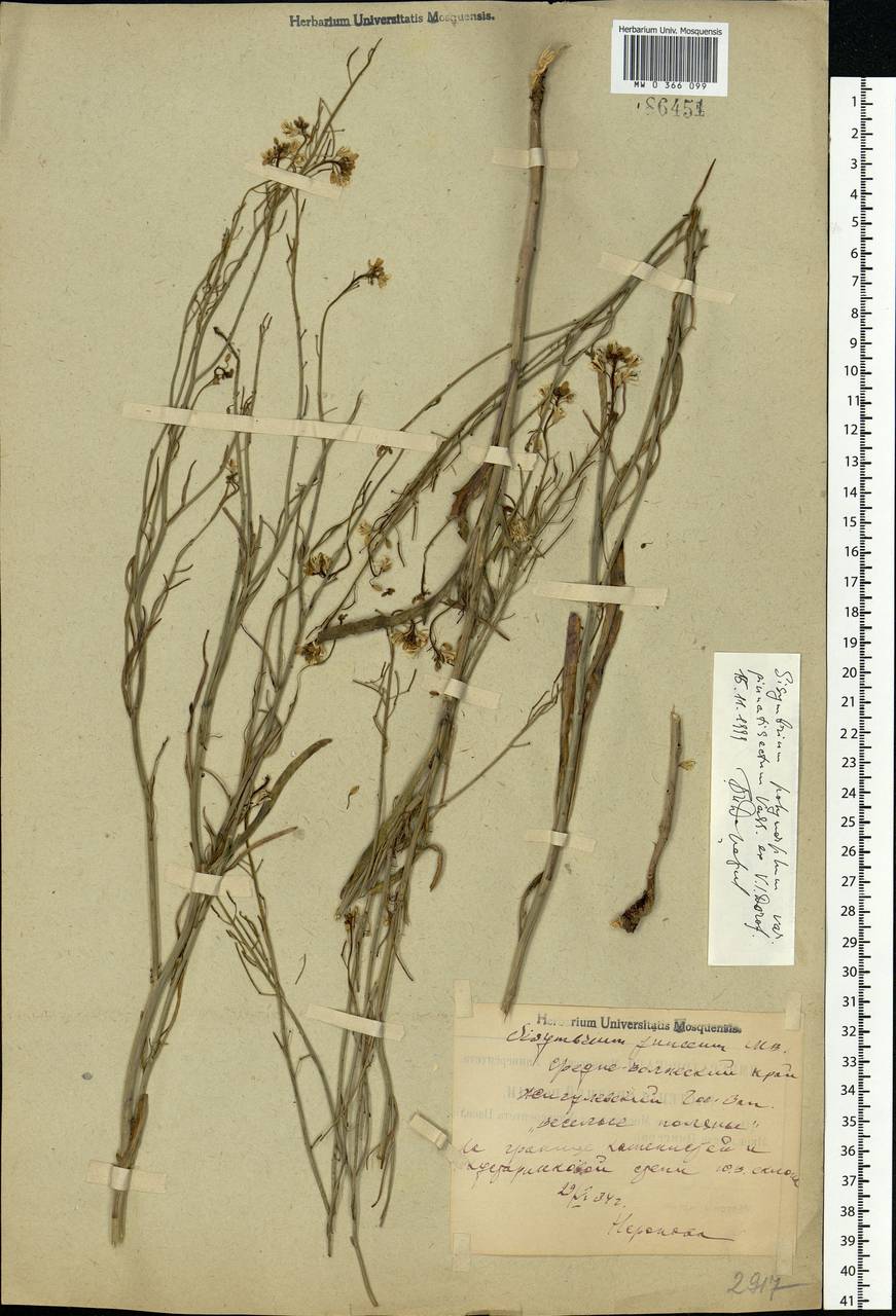 Sisymbrium polymorphum (Murray) Roth, Eastern Europe, Middle Volga region (E8) (Russia)