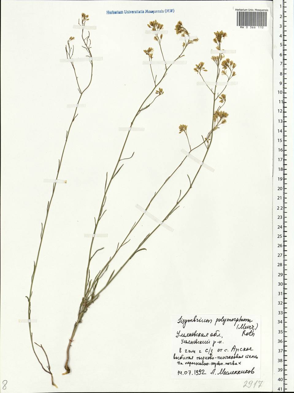 Sisymbrium polymorphum (Murray) Roth, Eastern Europe, Middle Volga region (E8) (Russia)