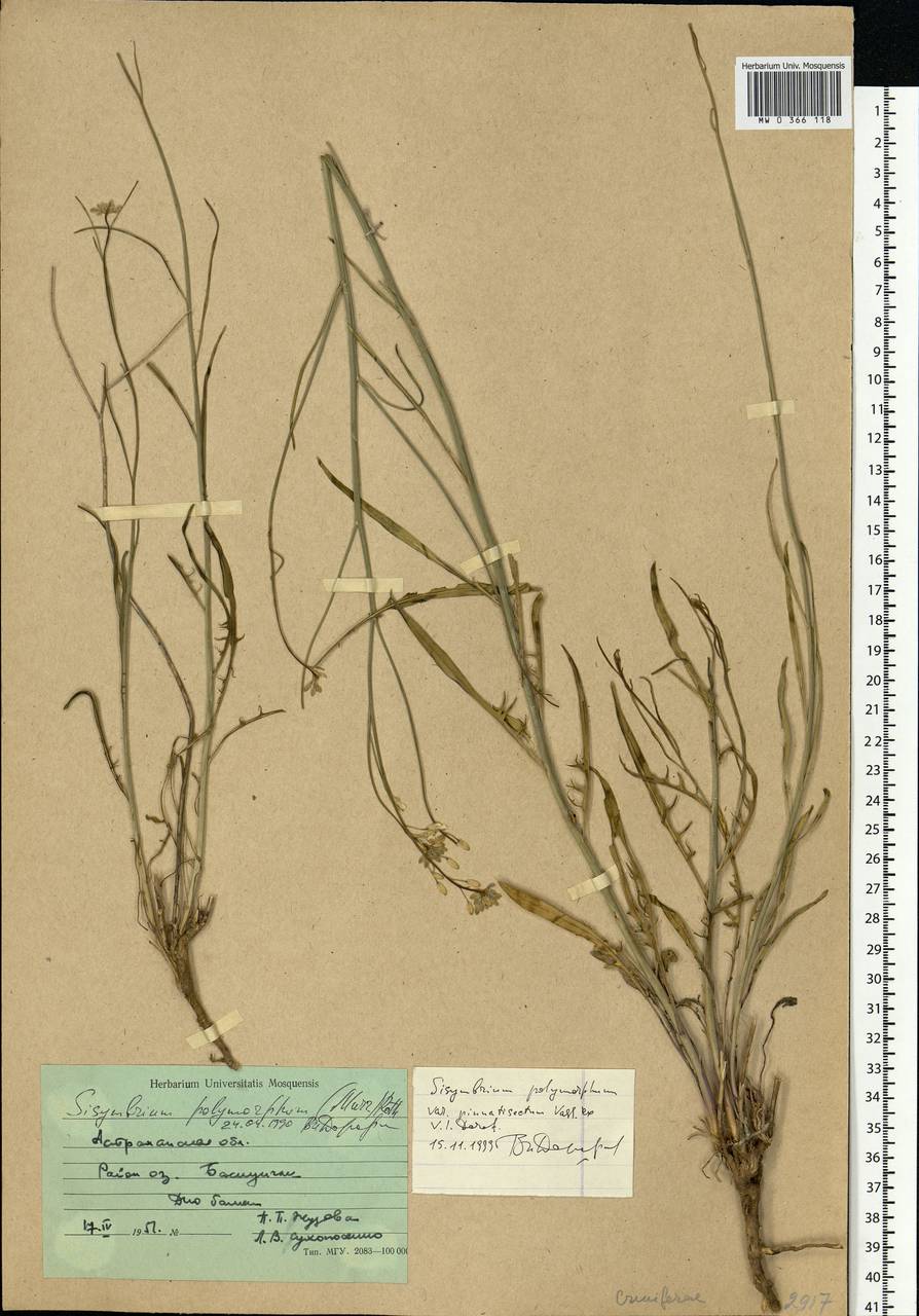 Sisymbrium polymorphum (Murray) Roth, Eastern Europe, Lower Volga region (E9) (Russia)