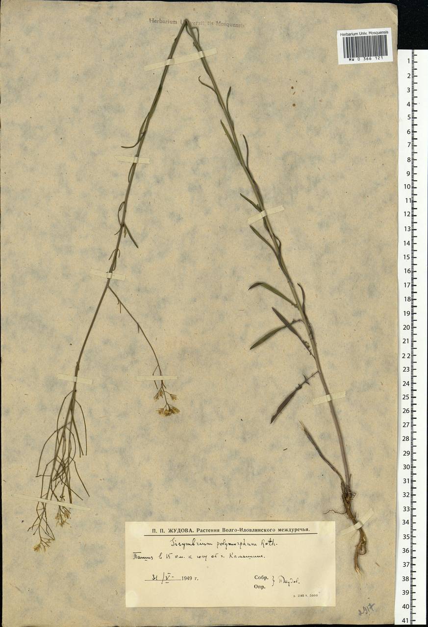 Sisymbrium polymorphum (Murray) Roth, Eastern Europe, Lower Volga region (E9) (Russia)