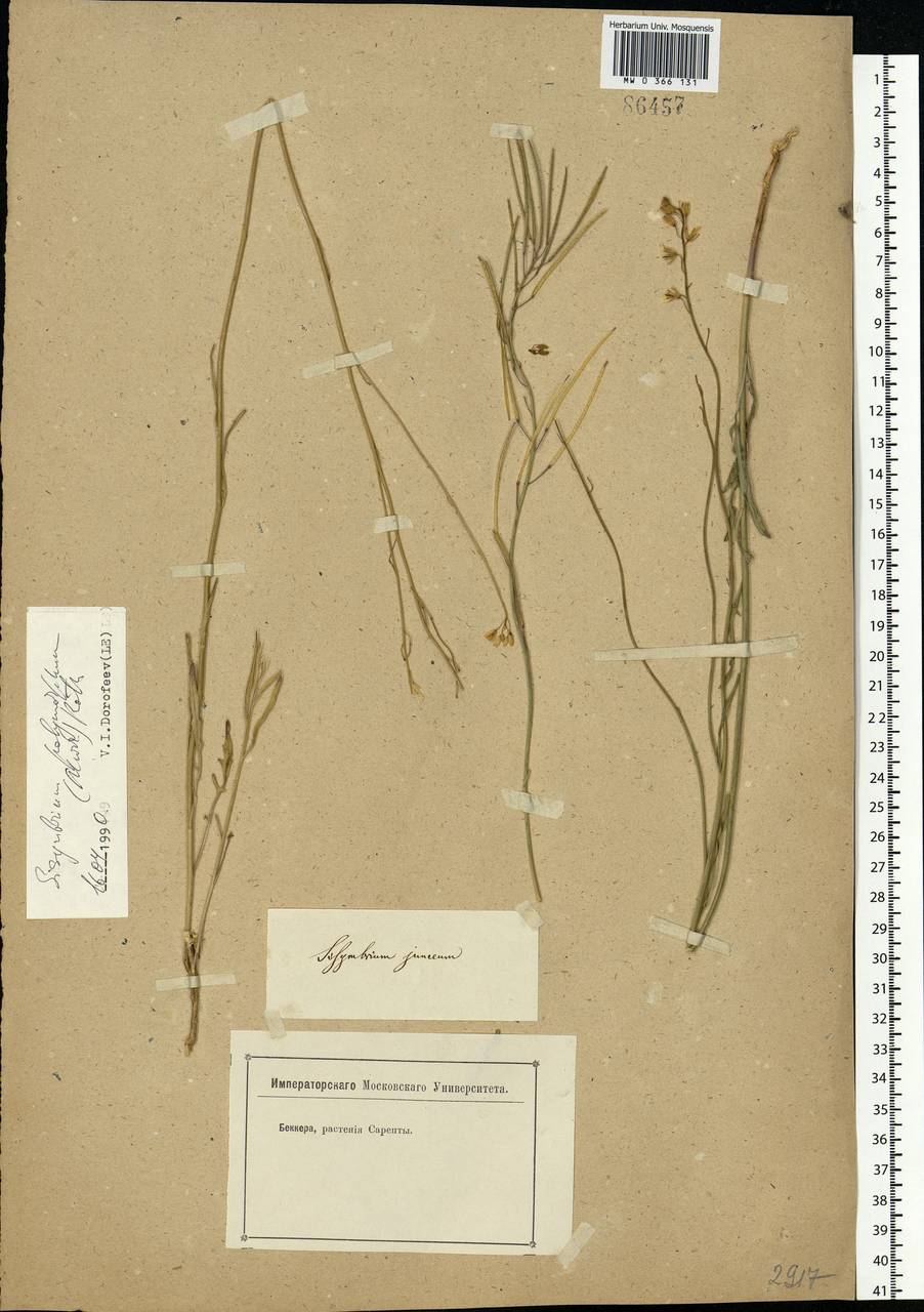 Sisymbrium polymorphum (Murray) Roth, Eastern Europe, Lower Volga region (E9) (Russia)
