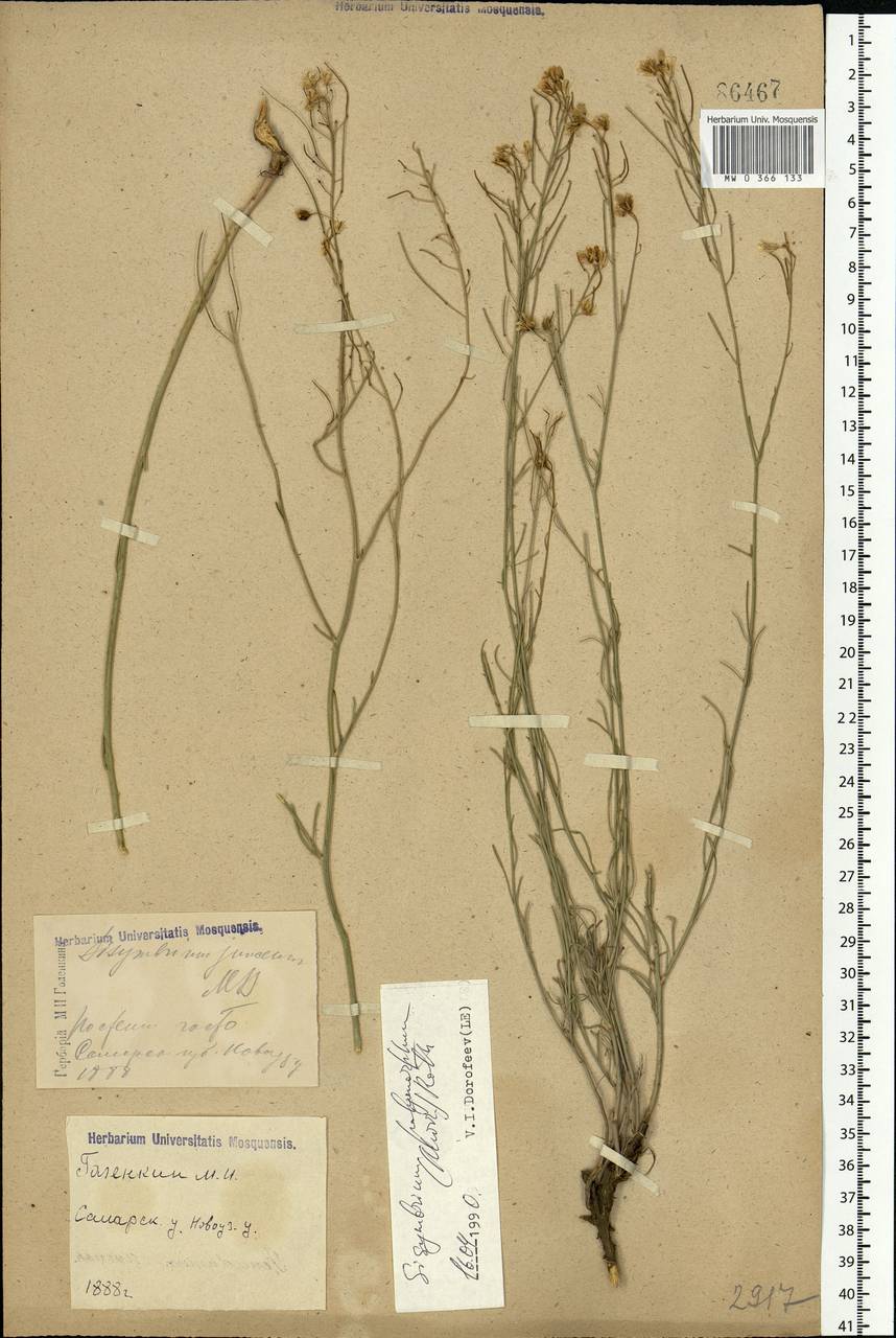 Sisymbrium polymorphum (Murray) Roth, Eastern Europe, Lower Volga region (E9) (Russia)