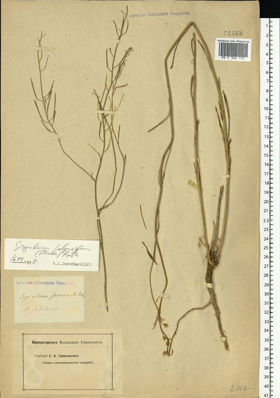 Sisymbrium polymorphum (Murray) Roth, Middle Asia, Caspian Ustyurt & Northern Aralia (M8) (Kazakhstan)